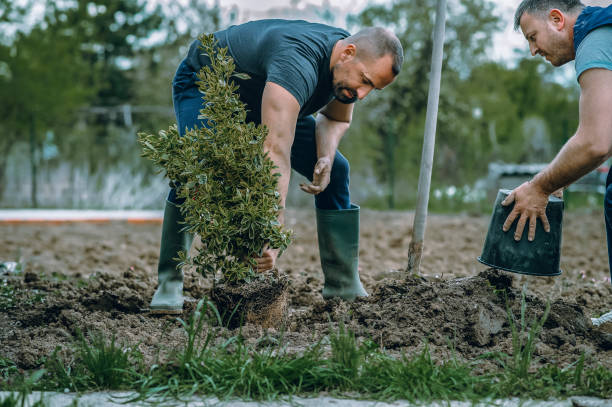 Best Professional Tree Care  in Highspire, PA